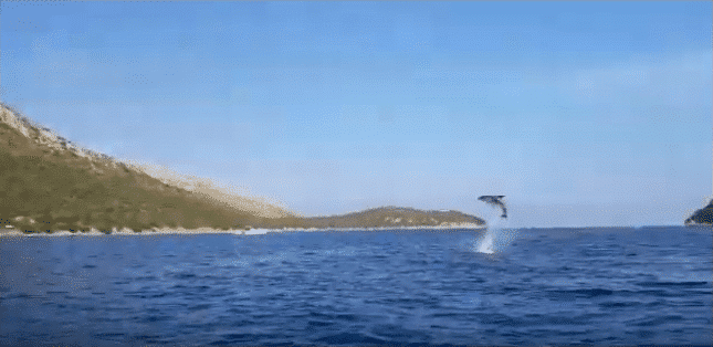 Avvistamento Delfini Golfo Aranci Olbia Olbia